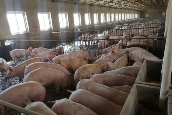 養豬豬糞怎么處理?豬糞有機肥加工設備有哪些?