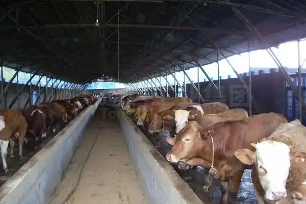 5000頭養(yǎng)牛場的牛糞怎么處理?養(yǎng)殖場牛糞怎樣發(fā)酵有機(jī)肥?