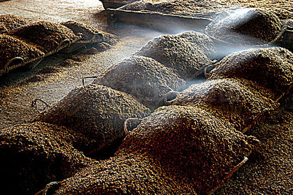 酒糟怎么做成有機肥?酒糟加工有機肥配套設(shè)備有哪些?