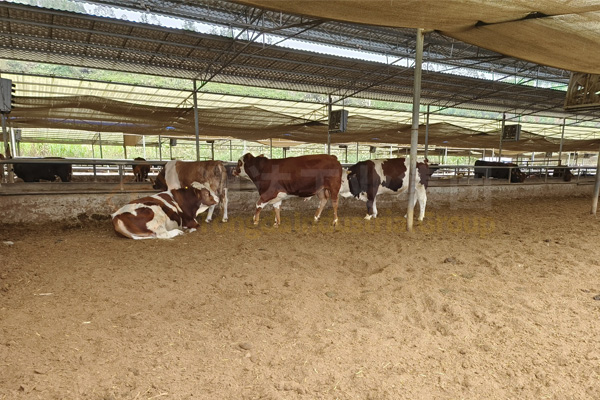 牛糞和秸稈怎么加工有機肥料?牛糞秸稈有機肥生產(chǎn)線設(shè)備有哪些?