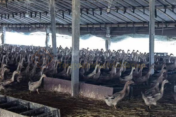  養殖又出新政策!種養結合成為補貼熱點!